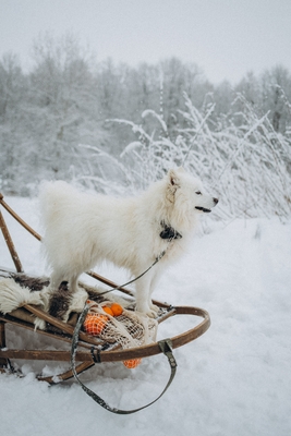 Познавательно-развлекательные экскурсии, аренда монгольской юрты и финского гриль-домика, катание на снегоходах и многое другое в «Хаски блюз» со скидкой до 50%! Познавательно-развлекательные экскурсии, аренда монгольской юрты и финского гриль-домика, катание на снегоходах и многое другое в «Хаски блюз» со скидкой до 50%!
