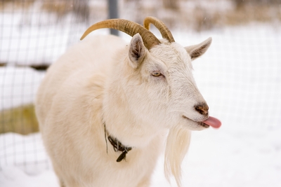 Познавательно-развлекательные экскурсии, аренда монгольской юрты и финского гриль-домика, катание на снегоходах и многое другое в «Хаски блюз» со скидкой до 50%! Познавательно-развлекательные экскурсии, аренда монгольской юрты и финского гриль-домика, катание на снегоходах и многое другое в «Хаски блюз» со скидкой до 50%!