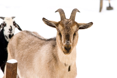 Познавательно-развлекательные экскурсии, аренда монгольской юрты и финского гриль-домика, катание на снегоходах и многое другое в «Хаски блюз» со скидкой до 50%! Познавательно-развлекательные экскурсии, аренда монгольской юрты и финского гриль-домика, катание на снегоходах и многое другое в «Хаски блюз» со скидкой до 50%!