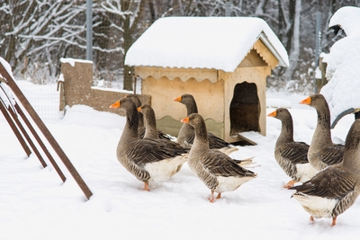 Познавательно-развлекательные экскурсии, аренда монгольской юрты и финского гриль-домика, катание на снегоходах и многое другое в «Хаски блюз» со скидкой до 50%! Познавательно-развлекательные экскурсии, аренда монгольской юрты и финского гриль-домика, катание на снегоходах и многое другое в «Хаски блюз» со скидкой до 50%!