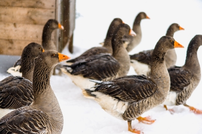 Познавательно-развлекательные экскурсии, аренда монгольской юрты и финского гриль-домика, катание на снегоходах и многое другое в «Хаски блюз» со скидкой до 50%! Познавательно-развлекательные экскурсии, аренда монгольской юрты и финского гриль-домика, катание на снегоходах и многое другое в «Хаски блюз» со скидкой до 50%!