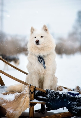 Познавательно-развлекательные экскурсии, аренда монгольской юрты и финского гриль-домика, катание на снегоходах и многое другое в «Хаски блюз» со скидкой до 50%! Познавательно-развлекательные экскурсии, аренда монгольской юрты и финского гриль-домика, катание на снегоходах и многое другое в «Хаски блюз» со скидкой до 50%!