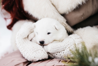 Познавательно-развлекательные экскурсии, аренда монгольской юрты и финского гриль-домика, катание на снегоходах и многое другое в «Хаски блюз» со скидкой до 50%! Познавательно-развлекательные экскурсии, аренда монгольской юрты и финского гриль-домика, катание на снегоходах и многое другое в «Хаски блюз» со скидкой до 50%!