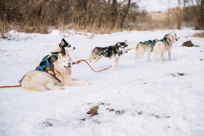 Познавательно-развлекательные экскурсии, аренда монгольской юрты и финского гриль-домика, катание на снегоходах и многое другое в «Хаски блюз» со скидкой до 50%! Познавательно-развлекательные экскурсии, аренда монгольской юрты и финского гриль-домика, катание на снегоходах и многое другое в «Хаски блюз» со скидкой до 50%!