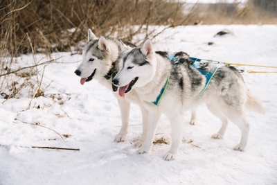 Познавательно-развлекательные экскурсии, аренда монгольской юрты и финского гриль-домика, катание на снегоходах и многое другое в «Хаски блюз» со скидкой до 50%! Познавательно-развлекательные экскурсии, аренда монгольской юрты и финского гриль-домика, катание на снегоходах и многое другое в «Хаски блюз» со скидкой до 50%!