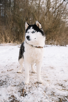 Хаски Блюз, катание на хаски