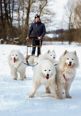 Познавательно-развлекательные экскурсии, аренда монгольской юрты и финского гриль-домика, катание на снегоходах и многое другое в «Хаски блюз» со скидкой до 50%! Познавательно-развлекательные экскурсии, аренда монгольской юрты и финского гриль-домика, катание на снегоходах и многое другое в «Хаски блюз» со скидкой до 50%!