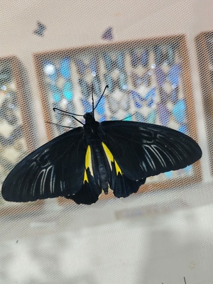 Выставка тропических бабочек и авторские мастер‑классы со скидкой до 28% Выставка тропических бабочек и авторские мастер‑классы со скидкой до 28%