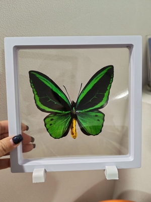 Выставка тропических бабочек и авторские мастер‑классы со скидкой до 28% Выставка тропических бабочек и авторские мастер‑классы со скидкой до 28%