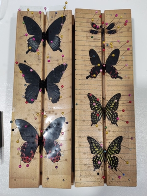 Выставка тропических бабочек и авторские мастер‑классы со скидкой до 28% Выставка тропических бабочек и авторские мастер‑классы со скидкой до 28%