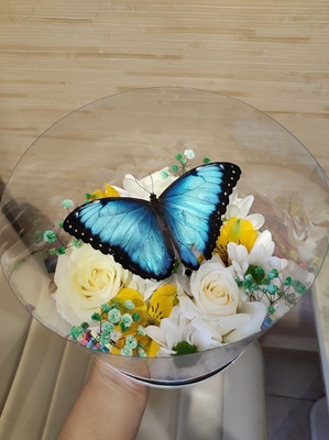 Выставка тропических бабочек и авторские мастер‑классы со скидкой до 28% Выставка тропических бабочек и авторские мастер‑классы со скидкой до 28%