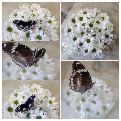 Выставка тропических бабочек и авторские мастер‑классы со скидкой до 28% Выставка тропических бабочек и авторские мастер‑классы со скидкой до 28%