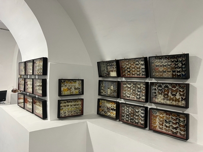 Выставка тропических бабочек и авторские мастер‑классы со скидкой до 28% Выставка тропических бабочек и авторские мастер‑классы со скидкой до 28%