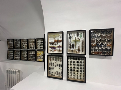 Выставка тропических бабочек и авторские мастер‑классы со скидкой до 28% Выставка тропических бабочек и авторские мастер‑классы со скидкой до 28%