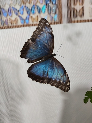 Выставка тропических бабочек и авторские мастер‑классы со скидкой до 28% Выставка тропических бабочек и авторские мастер‑классы со скидкой до 28%