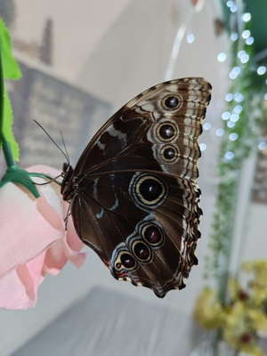 Выставка тропических бабочек и авторские мастер‑классы со скидкой до 28% Выставка тропических бабочек и авторские мастер‑классы со скидкой до 28%